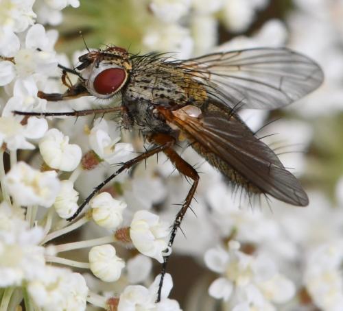 Solieria pacifica